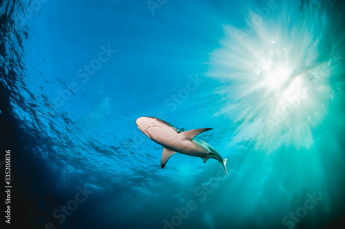 Grey Reef Shark Swimming in Clear Blue Water with Sun Rays Shining Through the Surface