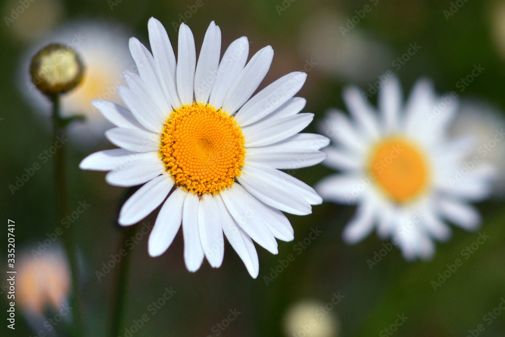Beautiful field daisies bloomed on a warm summer day, on a sunny lawn. Beautiful field daisies bloomed on a warm summer day, on a sunny lawn.