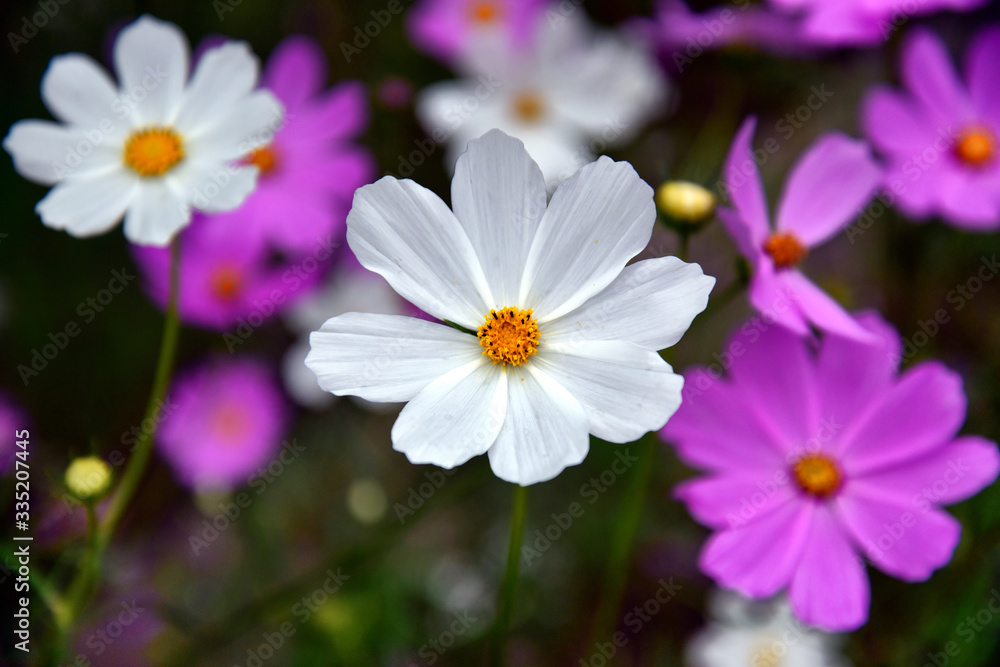 Beautiful wildflowers bloomed on a warm summer day, on a sunny lawn.
Beautiful wildflowers bloomed on a warm summer day, on a sunny lawn.