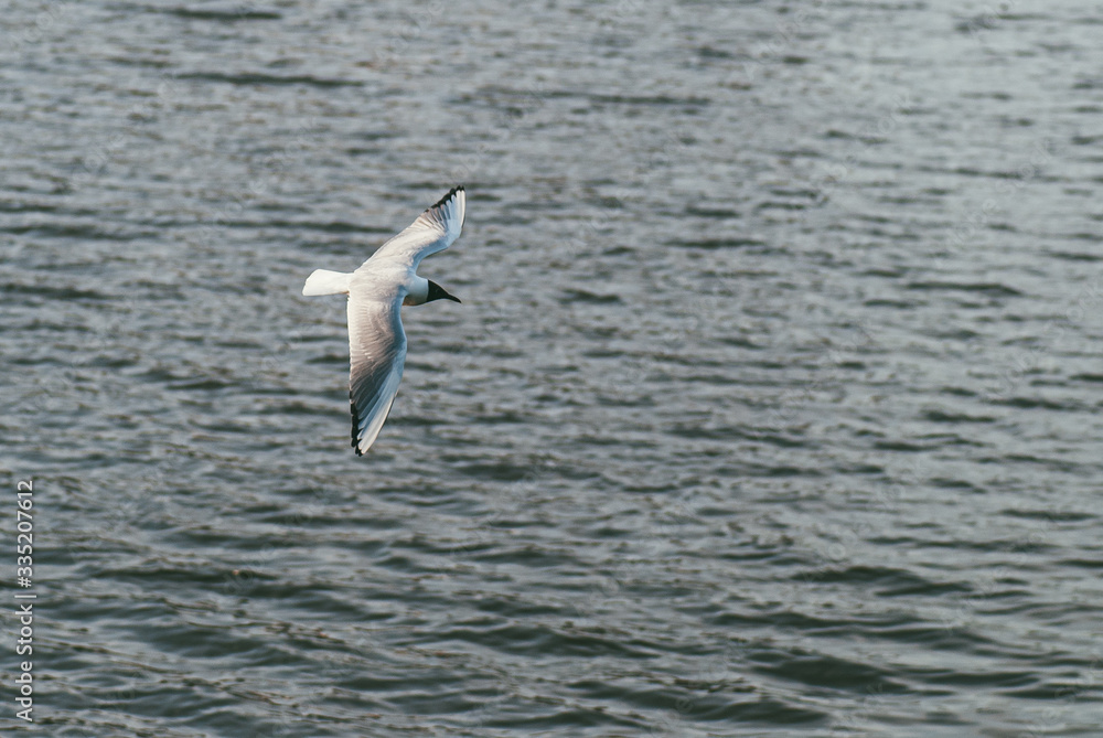 Seagull flies on the background of the water surface. The concept of freedom and overcoming space Seagull flies on the background of the water surface. The concept of freedom and overcoming space
