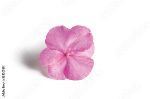 Eating flower