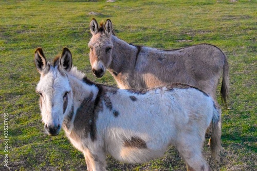 Pair of cute miniature donkeys © Rachelle