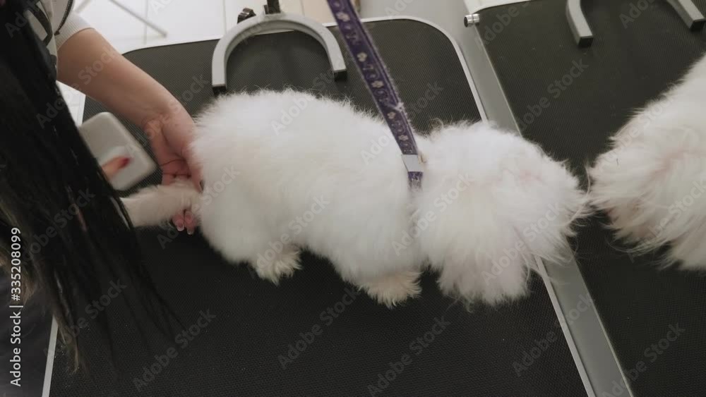 Female groomer performing fur care for Bichon Bolognese at grooming salon. Veterinarian blow-dry a dog Bichon Bolognese hair in a veterinary clinic, close-up. Slow motion. Female groomer performing fur care for Bichon Bolognese at grooming salon. Veterinarian blow-dry a dog Bichon Bolognese hair in a veterinary clinic, close-up. Slow motion.
