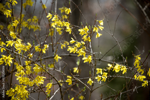 Spring Flowers © JHERIN
