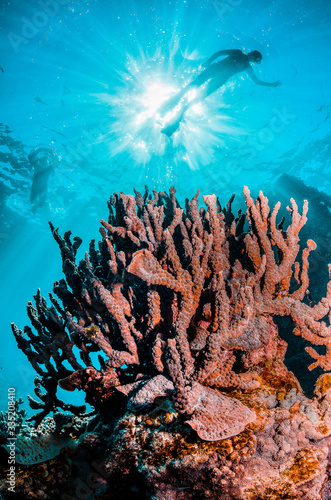 Colorful coral reef in clear blue water