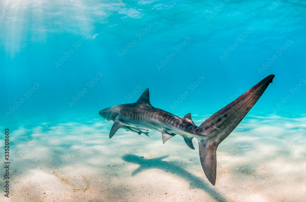 Tiger Shark Swimming Peacefully Over Sandy Sea bed Tiger Shark Swimming Peacefully Over Sandy Sea bed