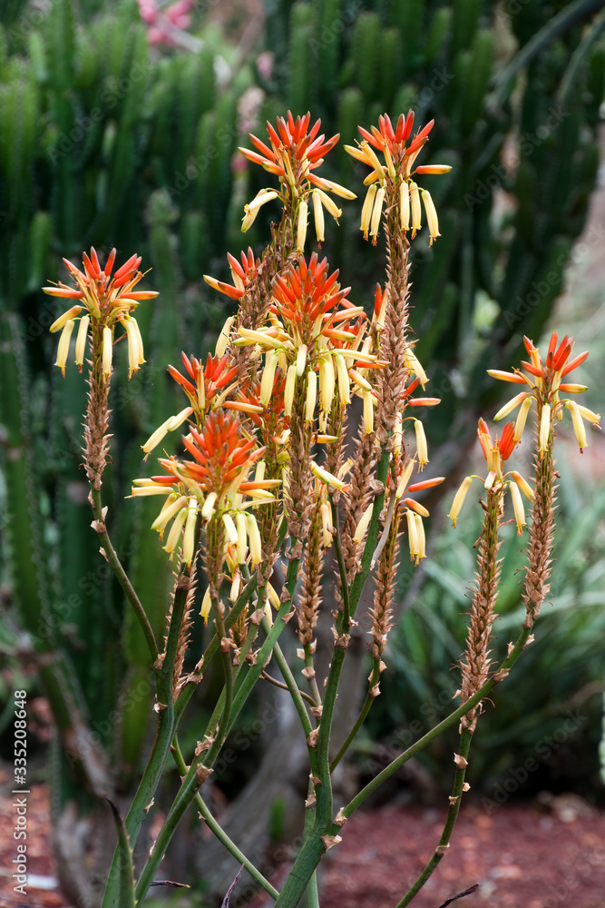 Sydney Australia, Aloe Dawei with orange and yellow flowers in garden Sydney Australia, Aloe Dawei with orange and yellow flowers in garden
