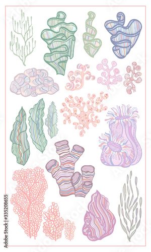 Coral and Algae vector set graphic sketch handdraw 