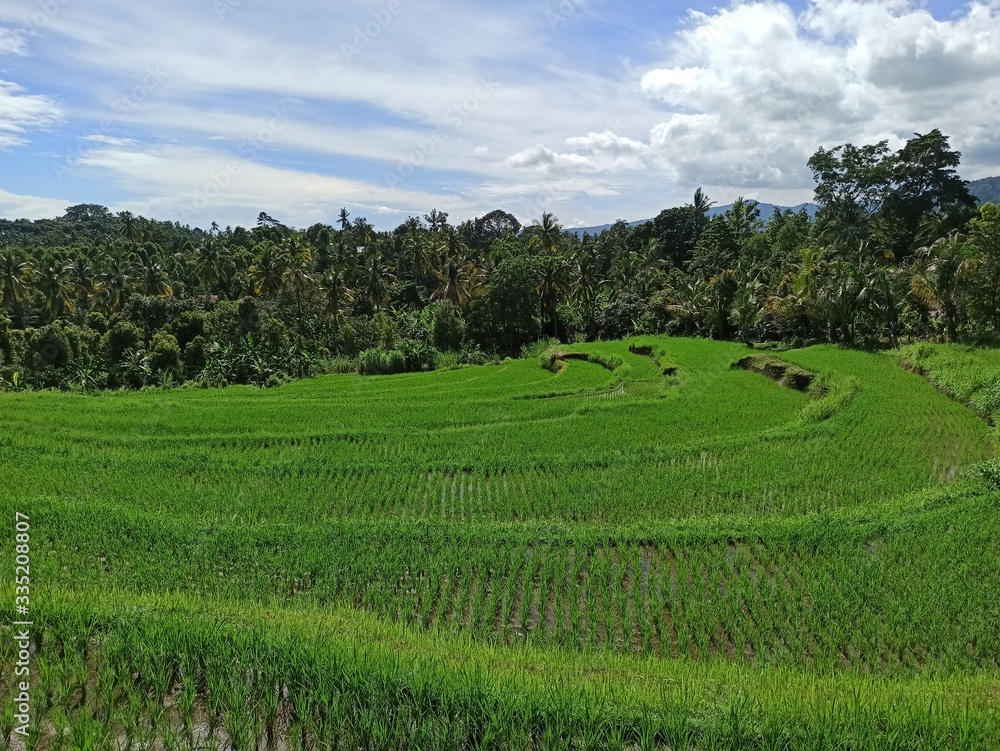 Rice field and sky Rice field and sky