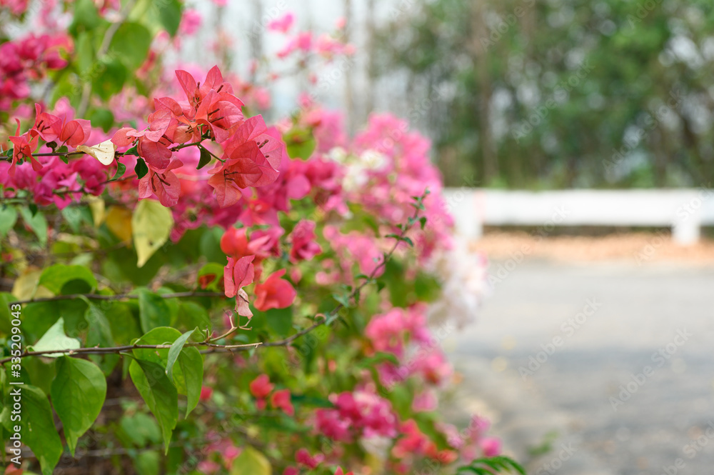 Obraz premium pink flowers in the garden