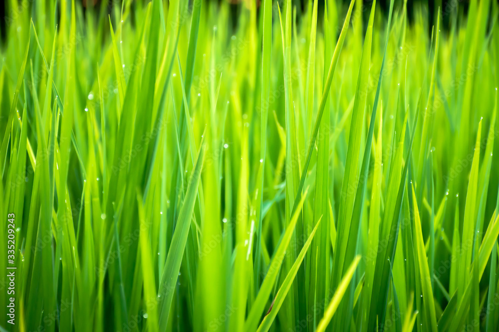 Close up of beautiful green grass with blurred background. Selective focus. Close up of beautiful green grass with blurred background. Selective focus.
