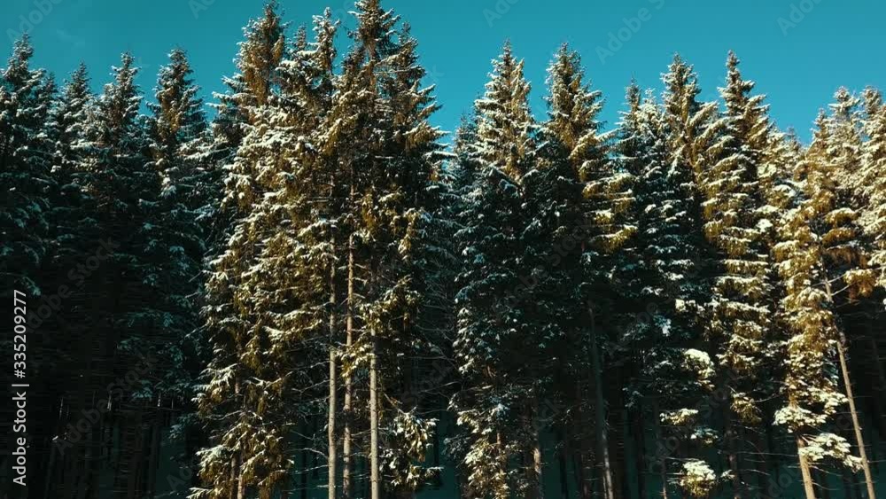 Carpathian pine forest aerial video 4K snow winter. Carpathian pine forest aerial video 4K snow winter.