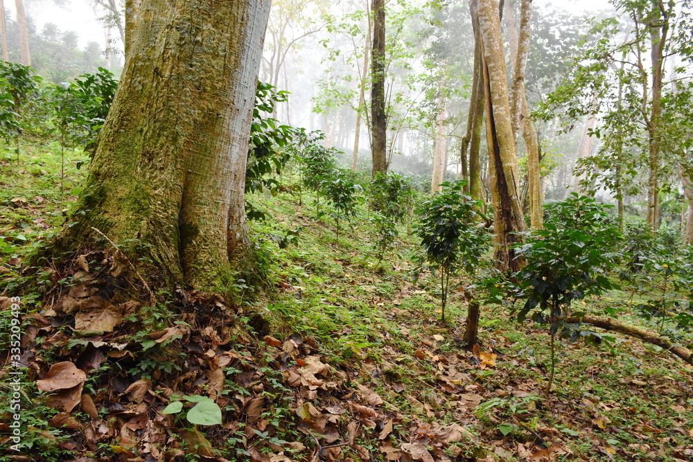Coffee plantations in the forest. Coffee plantations in the forest.