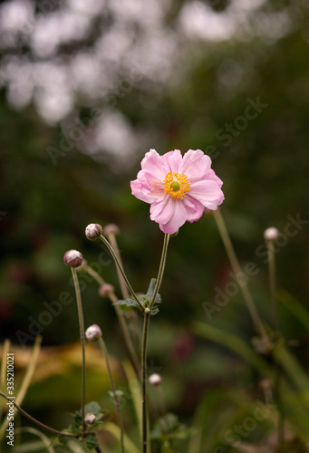 Flowering Anemone hupehensis plant with pink flowers in the summer in the garden. © Angelina