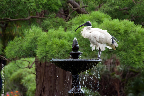Photography Sydney Australia, australian white ibis perched on fountain in park