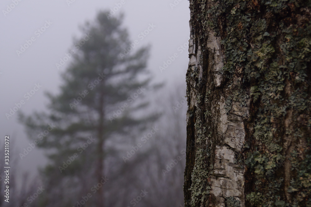 Autumn forest in October is already leafless and shrouded in fog Autumn forest in October is already leafless and shrouded in fog