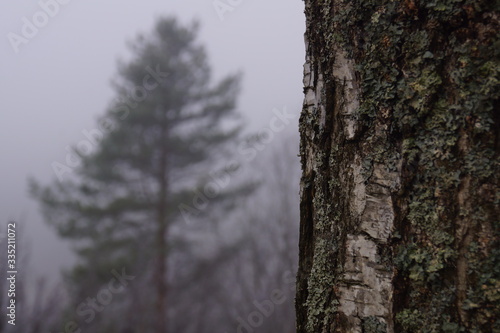 Fototapeta Naklejka Na Ścianę i Meble -  Autumn forest in October is already leafless and shrouded in fog