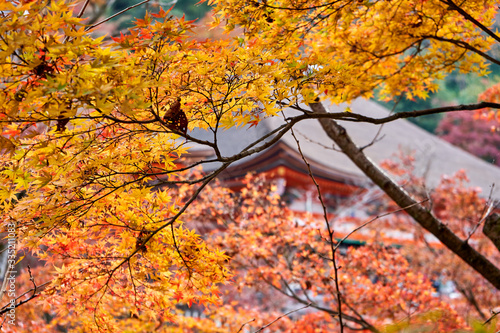 Colorful maple tree during autumn in the park