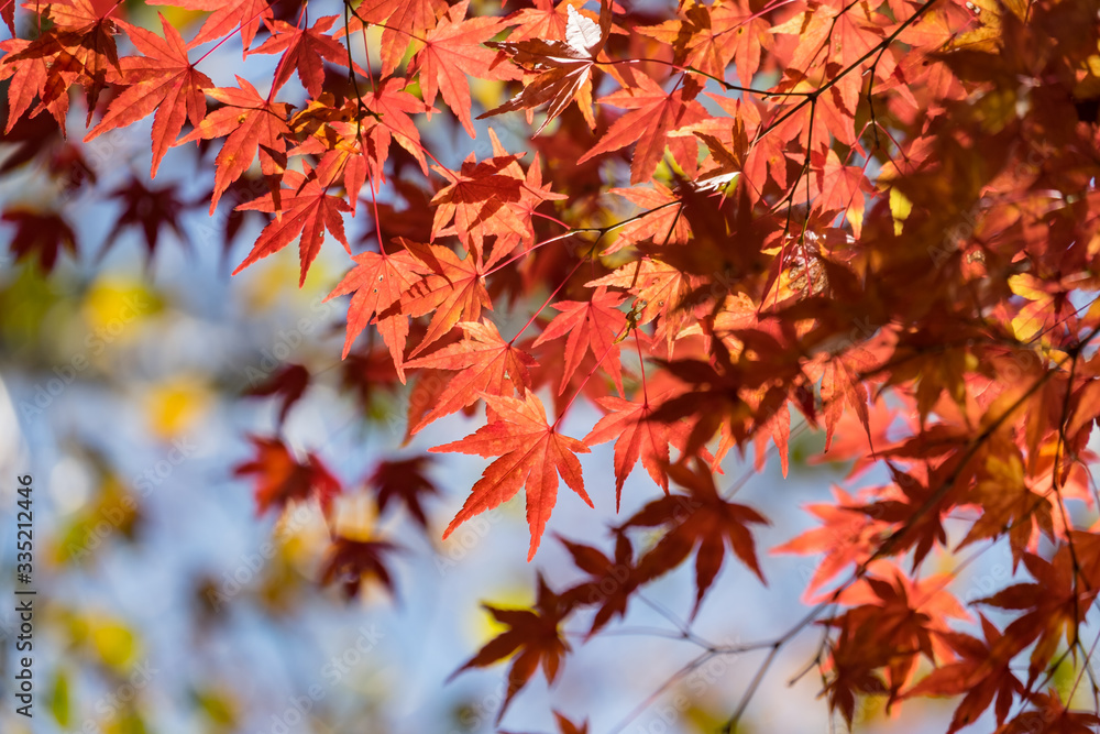 Autumn yellow and red maple leaves Autumn yellow and red maple leaves