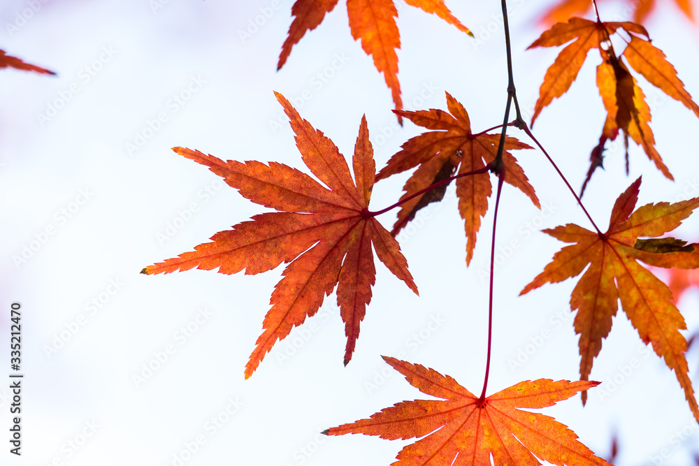 Autumn yellow and red maple leaves