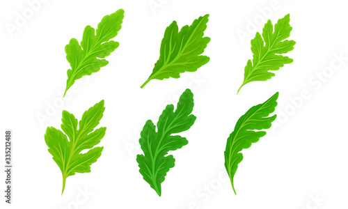 Green Leaves with Veins and Uneven Edges Isolated on White Background Vector Set