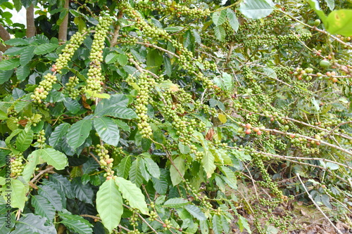 Coffee berries on branch on white background.