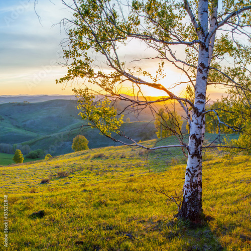 Beautiful sunrise, sunbeams through birch branches