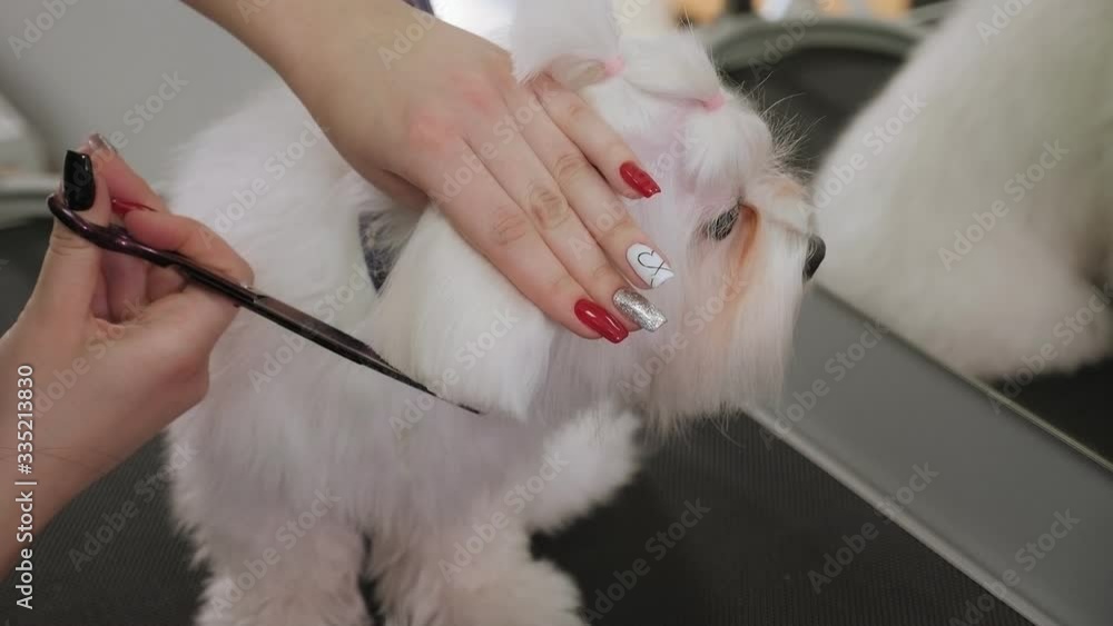 Close-up doctor veterinary clinic cuts scissors a dog Bichon Bolognese. A professional veterinarian cuts a dog in the clinic, the doctor makes a fashionable haircut. Slow motion. Close-up doctor veterinary clinic cuts scissors a dog Bichon Bolognese. A professional veterinarian cuts a dog in the clinic, the doctor makes a fashionable haircut. Slow motion.