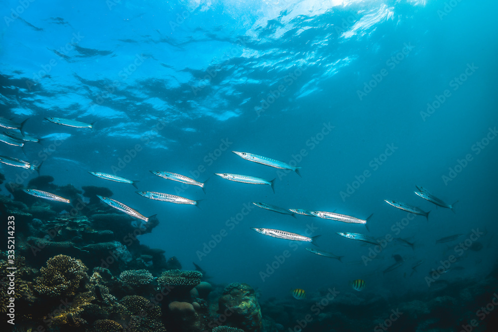 Obraz premium Schooling pelagic fish swimming together in clear blue water