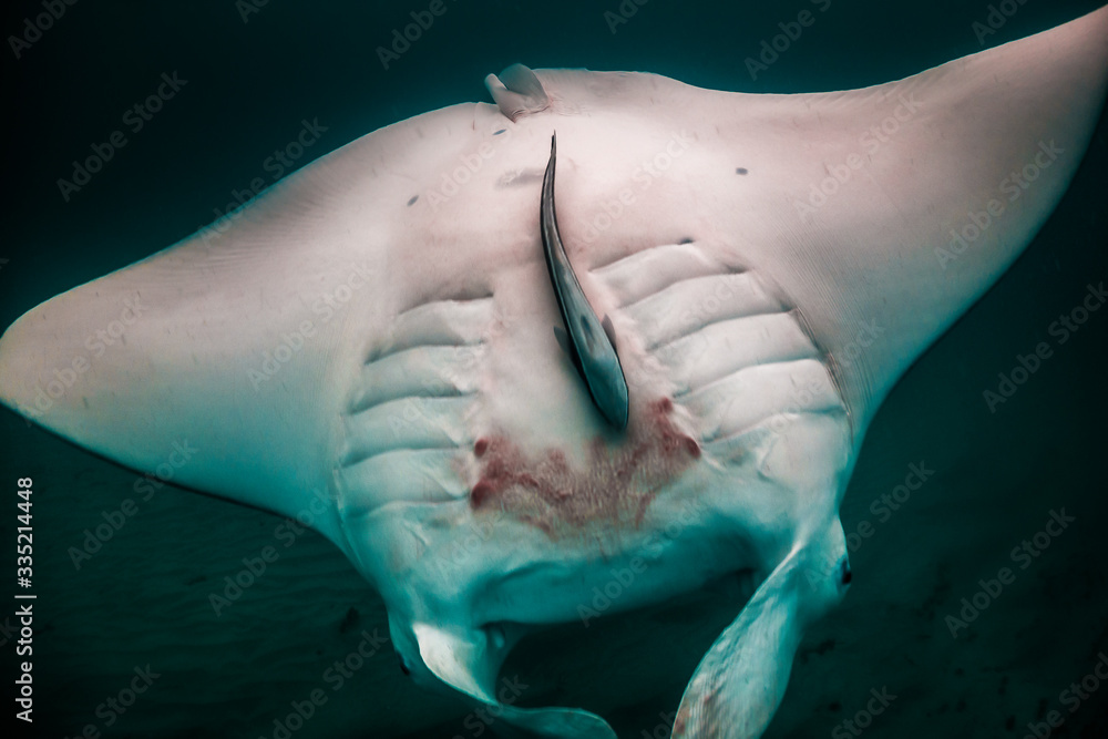 Fototapeta premium Manta Ray Swimming and Somersaulting in Clear Tropical Water
