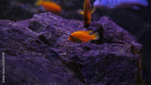 Little red fish nibble hard underwater rock, looking for food, then quickly run away. African cichlid species at aquarium in science exposition. photo