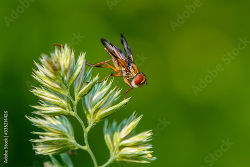 Tachina fly sits on twig of grass