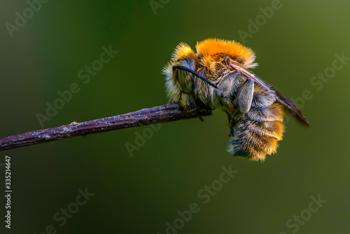 Bee sleeping holding its mouth by the branch.