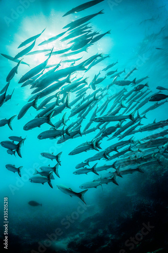 Schooling pelagic fish swimming together in clear blue water