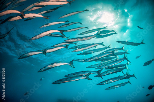 Schooling pelagic fish swimming together in clear blue water