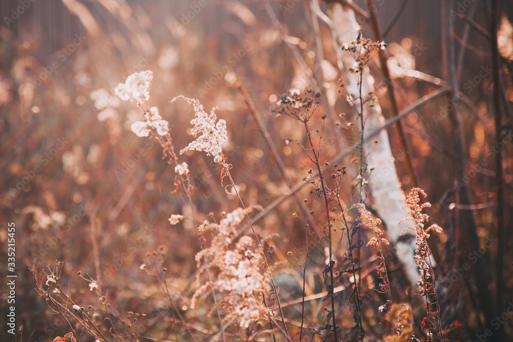 natural background, yellow grass and plants on the field in the sunset light of the sun natural background, yellow grass and plants on the field in the sunset light of the sun