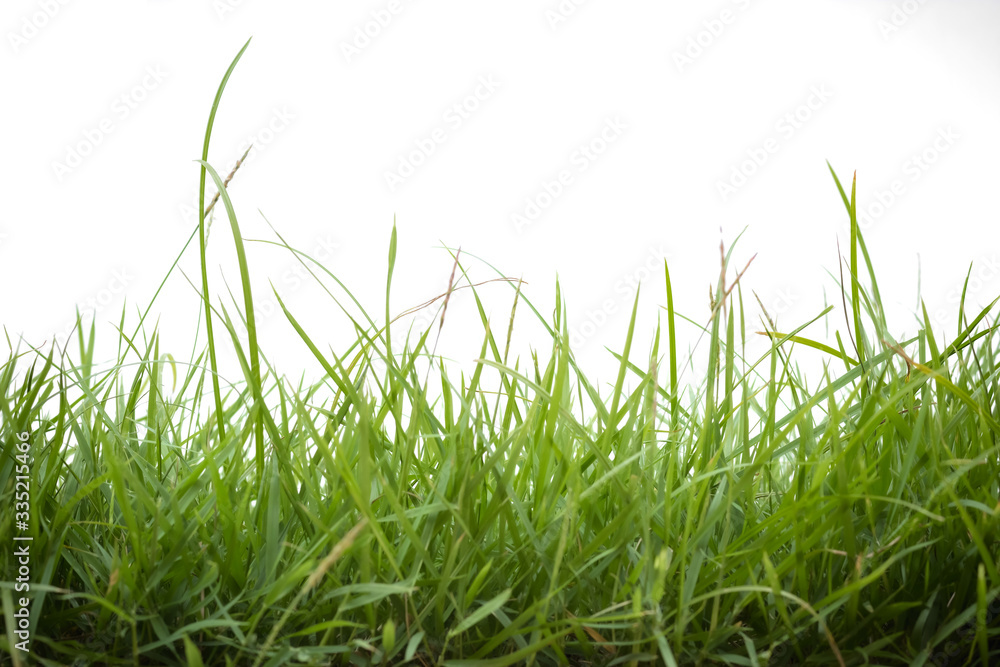 Fototapeta premium green grass on white background
