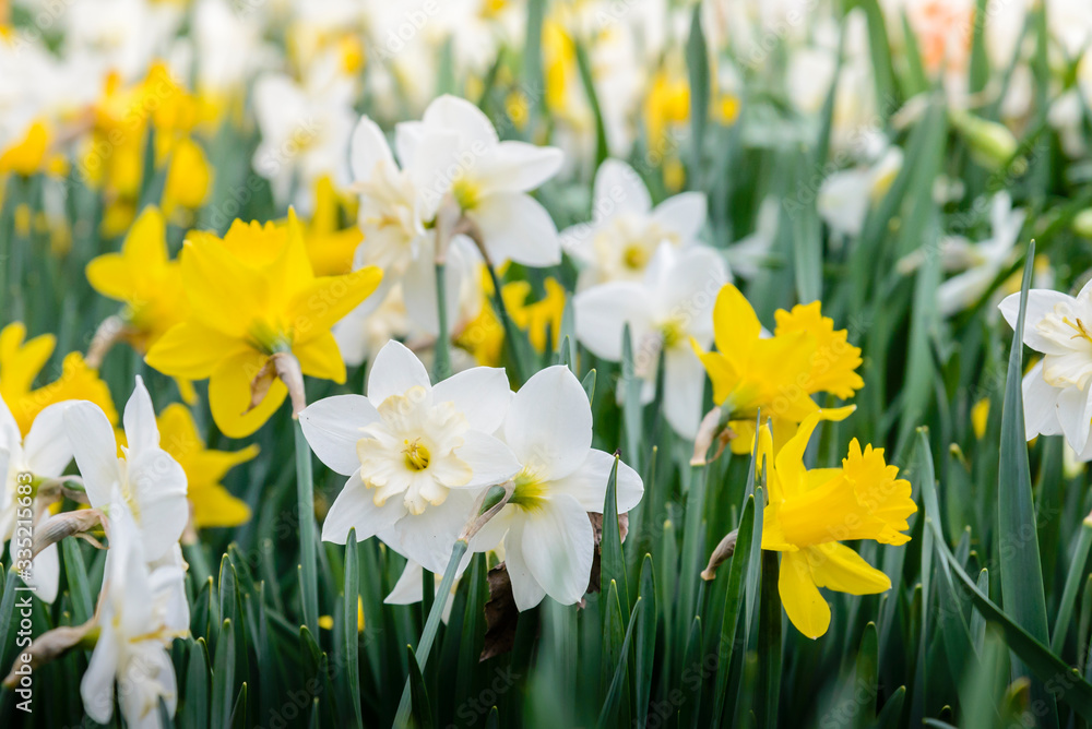 Obraz premium Flowerbed with blooming daffodils in spring