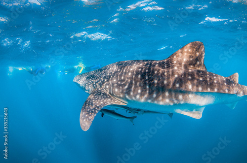 Whale shark swimming in the wild in clear blue water