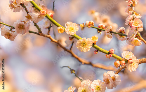 Close-up on a white plum tree flowers in bloom against a bokeh background.