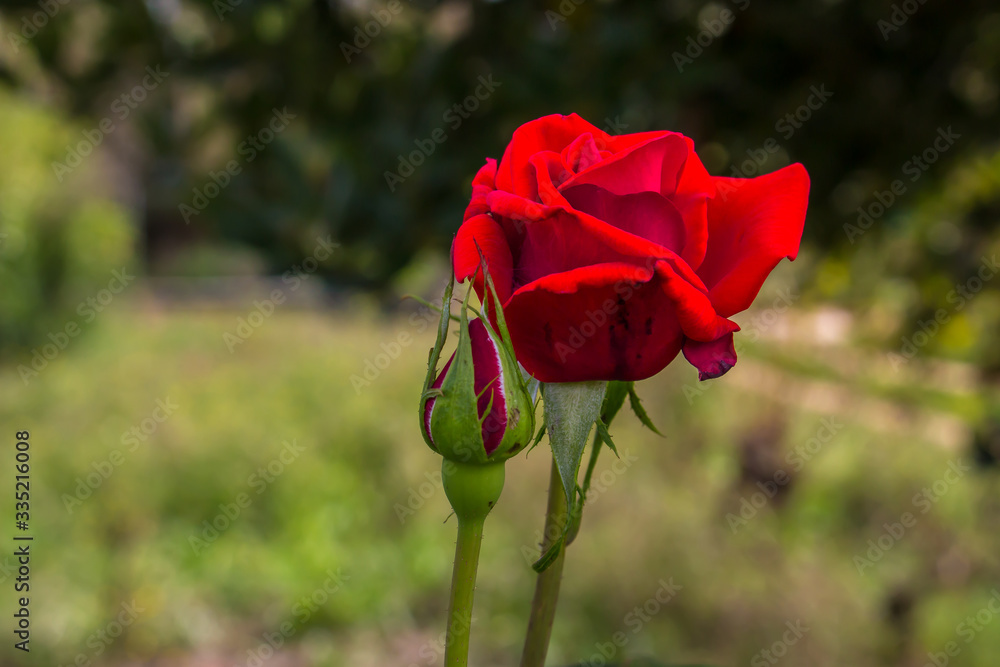 Obraz premium A red rose in its envvironment