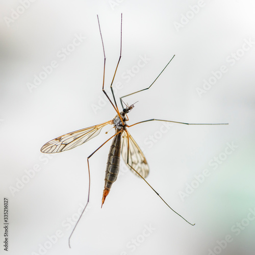 Female mosquito cranefly sits on window glass