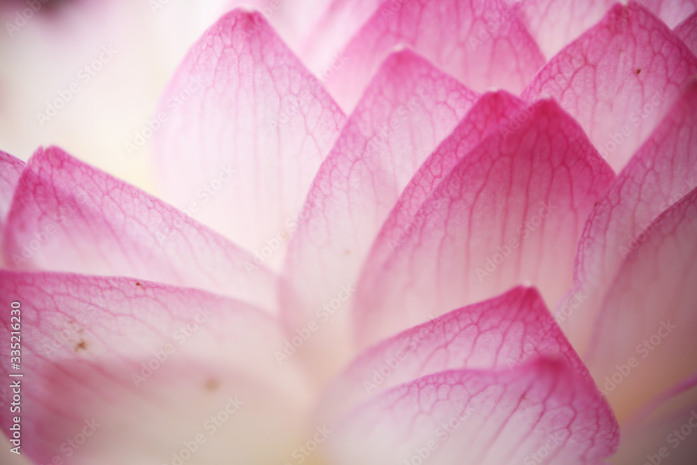 Close up shots of pink lotus petals show beautiful and detailed textures Close up shots of pink lotus petals show beautiful and detailed textures