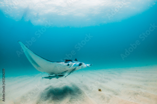 Photography Manta ray swimming freely in the wild in clear blue ocean