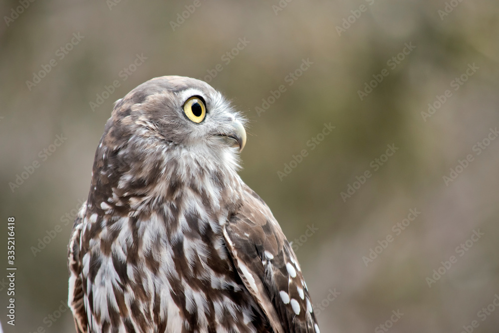 Fototapeta premium the barking owl is checking all around for preditors