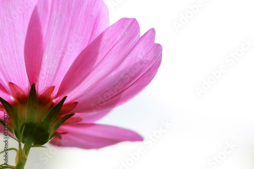 A close up shot of a pink cosmos in the daylight