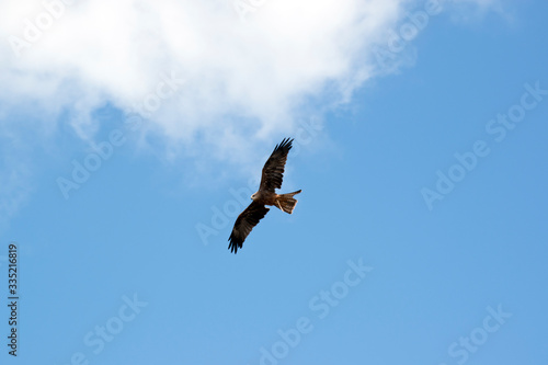 the black kite is flying amongst the clouds