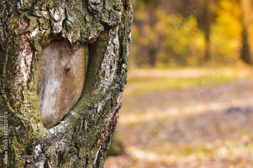 Nature heart formed in tree trunk. Background of autumn green forest. Copy space.