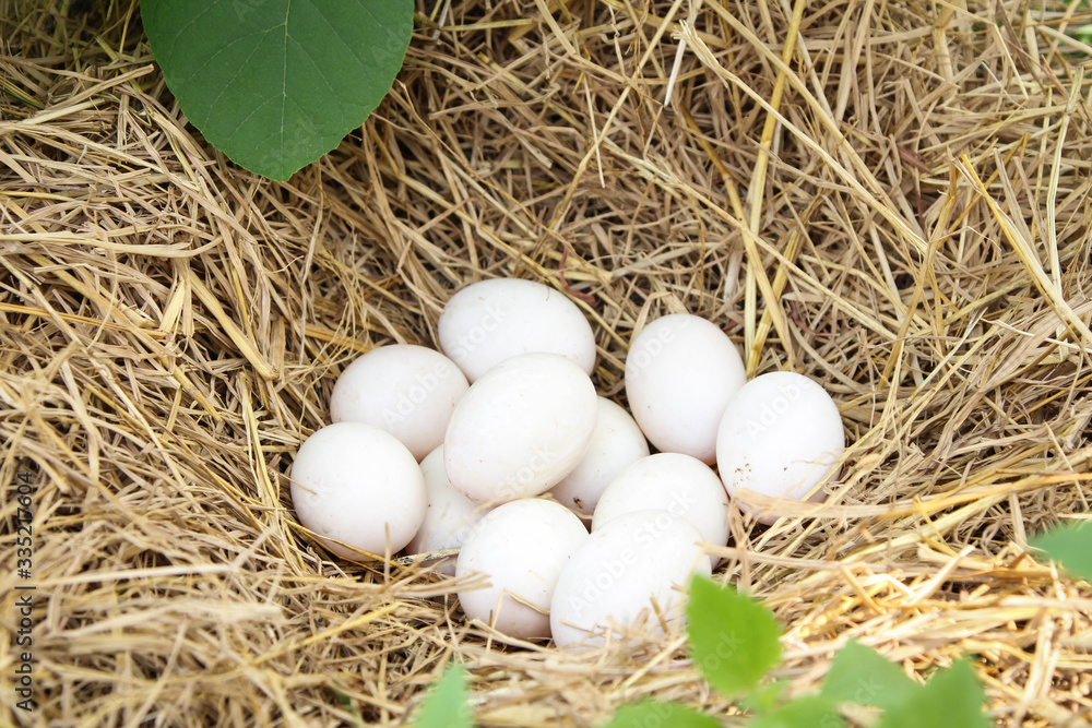 Fresh White eggs in a nest in straw. Poultry ecological farm background. Rural still life, natural organic healthy food concept. Copy space.