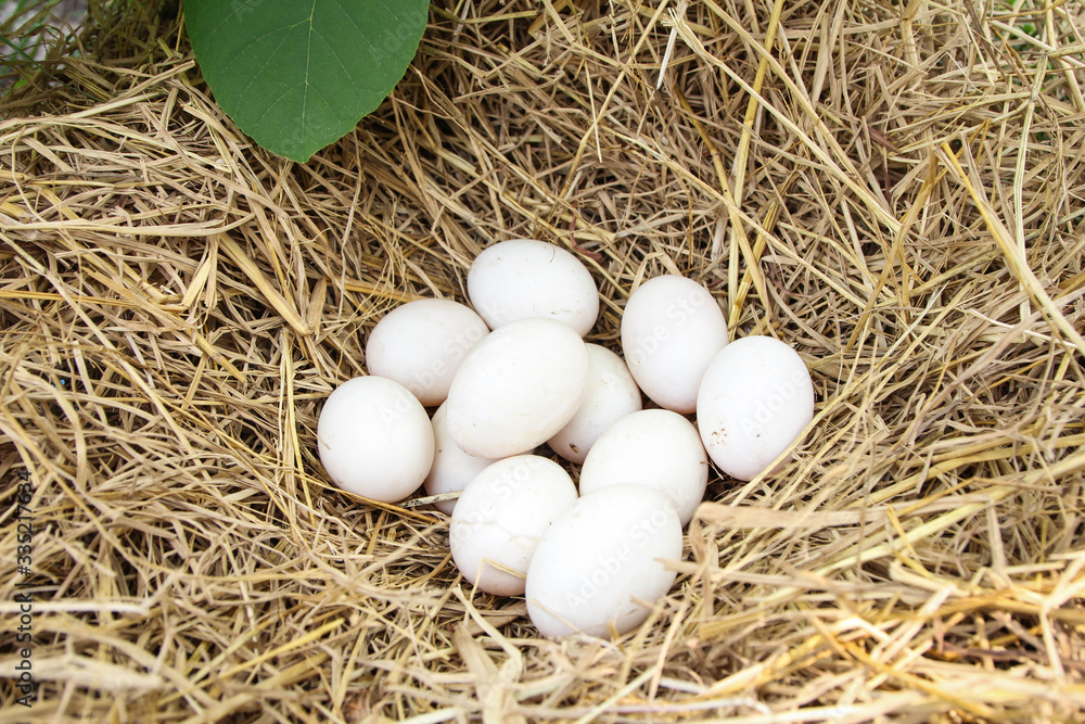 Fresh White eggs in a nest in straw. Poultry ecological farm background. Rural still life, natural organic healthy food concept. Copy space.